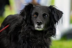 portrait d'un chien noir de face au salon du bien-être animal de Carrière-sous-Poissy
