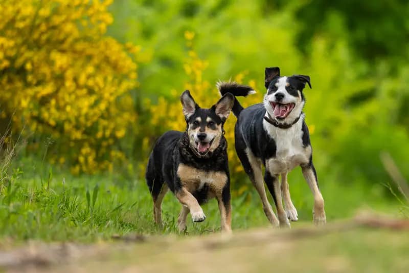 Deux chiens de face en vignette de la galerie – photographie animalière dans les Yvelines et le Val-d’Oise