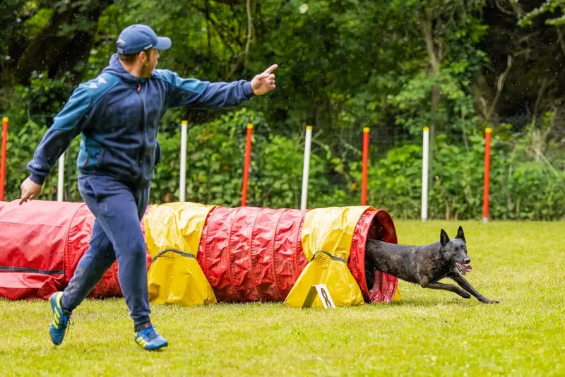 Sports et loisirs canins, agility, photographe val d'Oise et Yvelines
