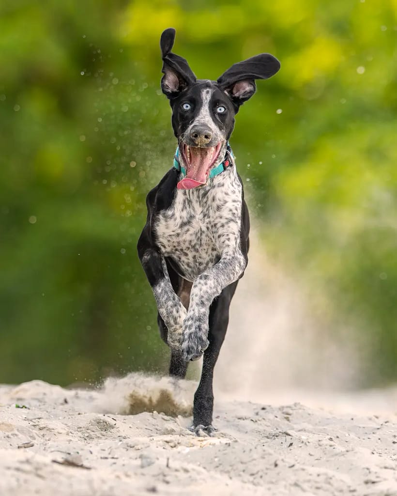 chien qui court dans le sable - photographie canine naturelle en ile de France