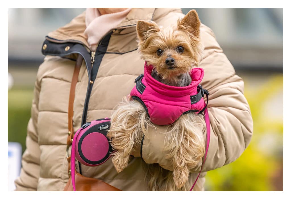 Yorkshire avec son manteau rose dans les bras de sa propriétaire au salon du bien-être animal de Carrière-sous-Poissy