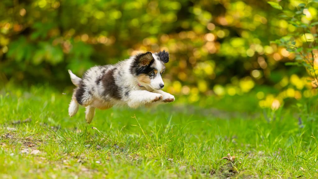 chiot berger américain bondissant en pleine course en forêt dans les Yvelines lors de sa première séance photo