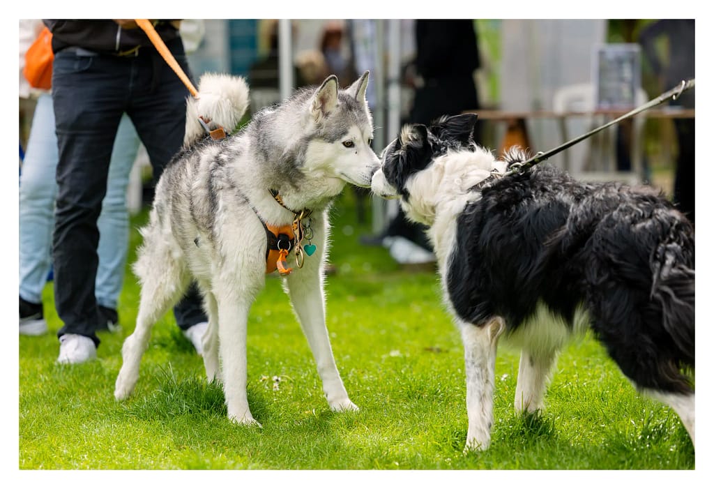 Rencontre entre un Husky et un Border collie au salon du bien-être animal de Carrières-sous-Poissy