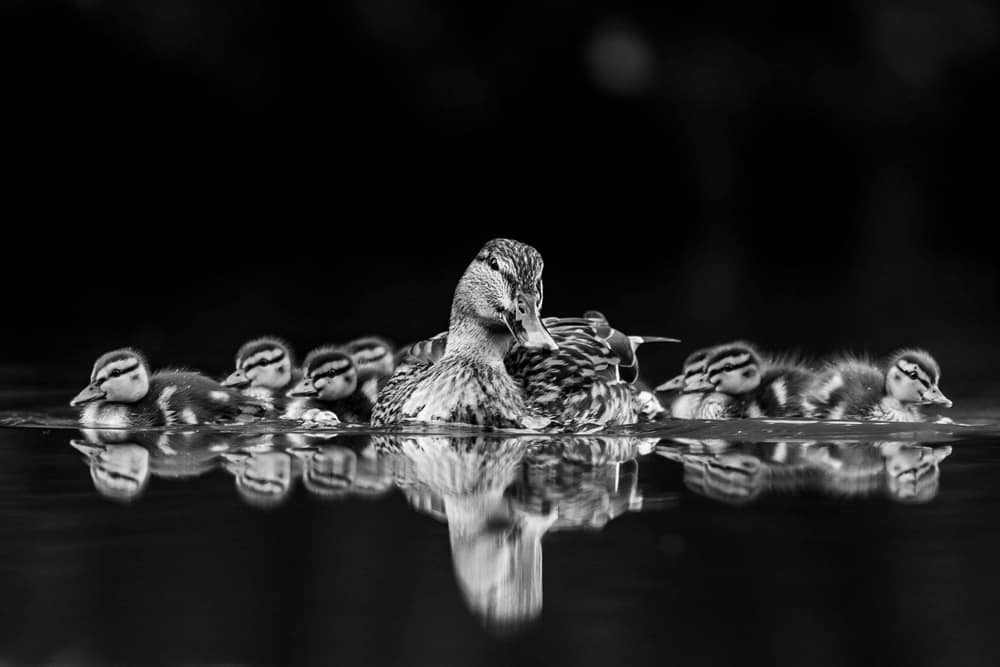 Cane colvert accompagnée de ses canetons et de leurs reflets dans l’eau