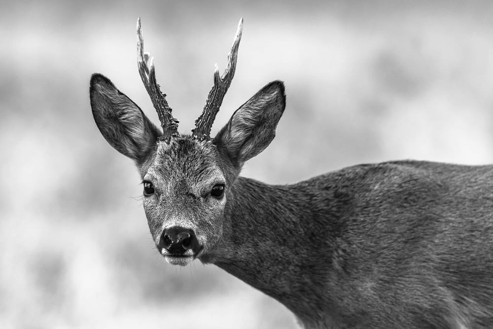 Brocard au regard surpris photographié en noir et blanc