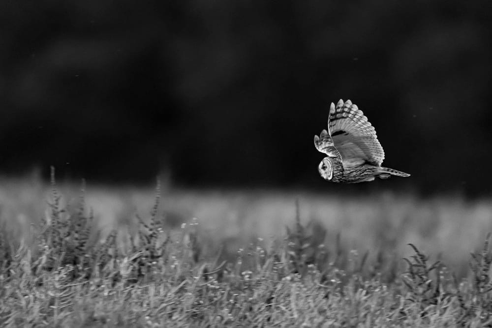 Hibou moyen-duc en vol à faible hauteur au-dessus d’un champ