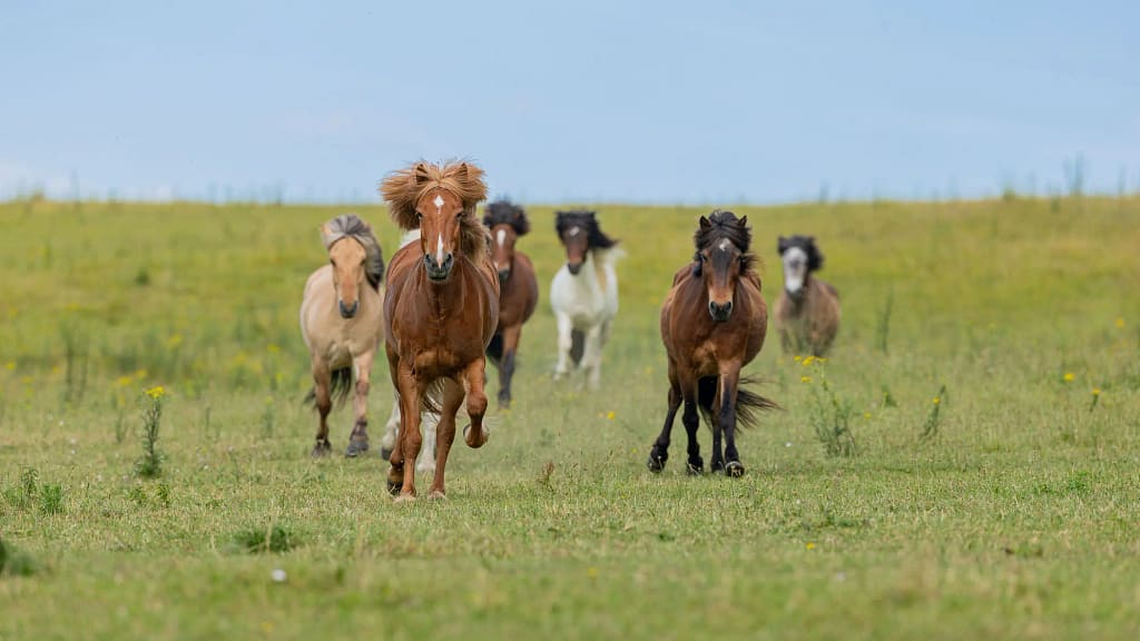 Chevaux au galop de face – bannière de la galerie de photos équines dans le Val-d’Oise et les Yvelines