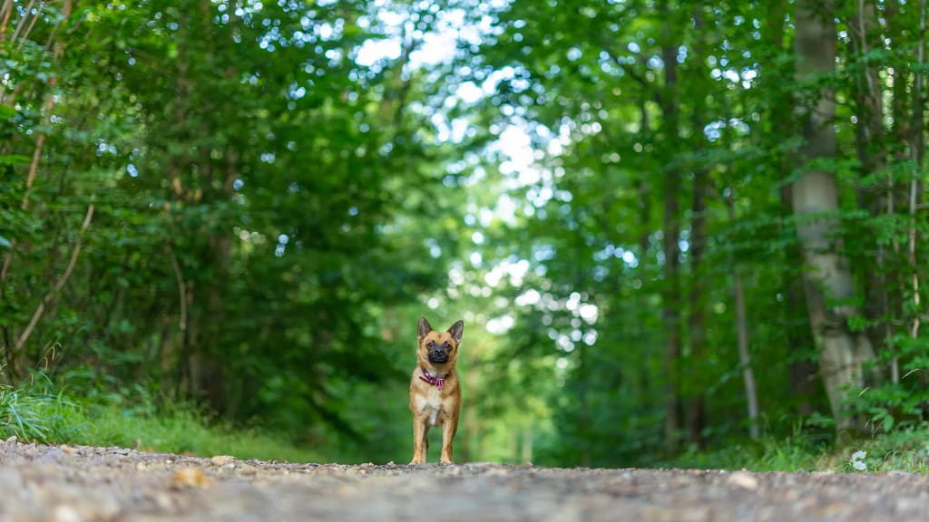 Chien au centre d’un sentier forestier, large cadrage — bannière des galeries photo