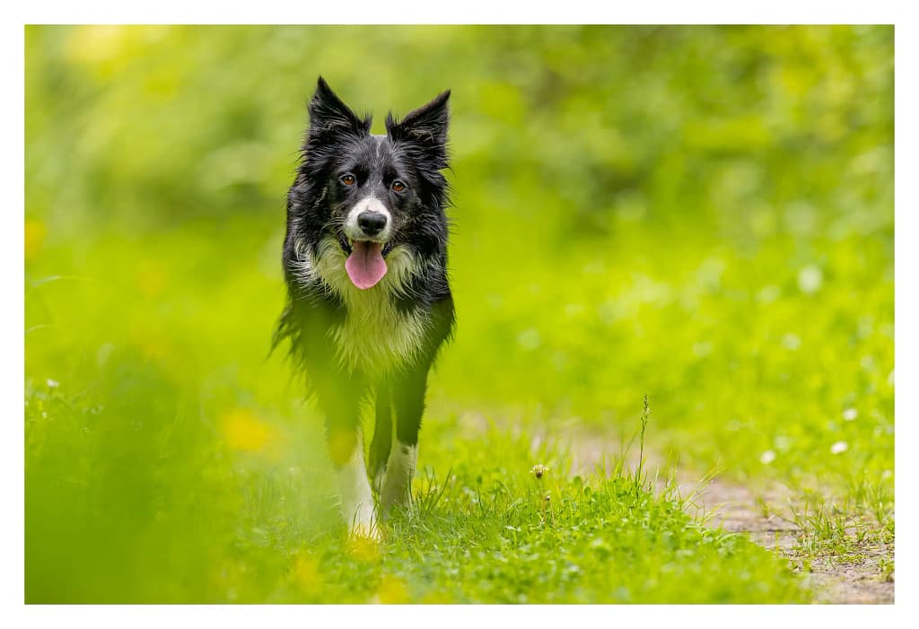 Border Collie noir et blanc avançant dans un champ verdoyant lors d’une séance photo animalière en plein air dans les Yvelines.