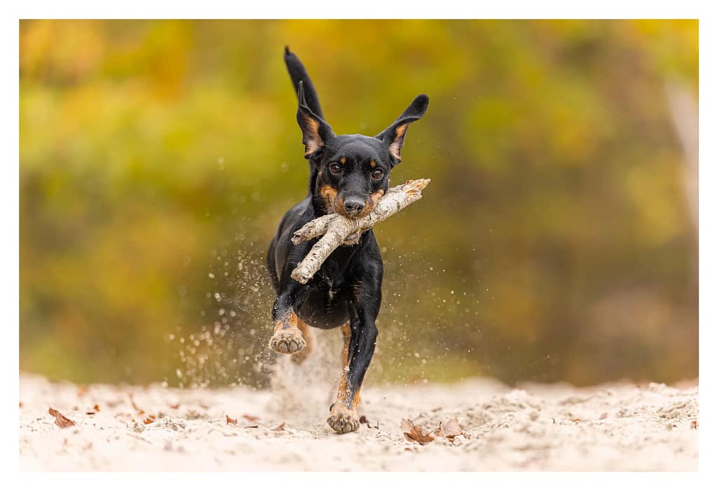 Petit chien noir et feu courant avec un bâton en gueule, pris en pleine action lors d’une séance photo canine en extérieur dans les Yvelines.