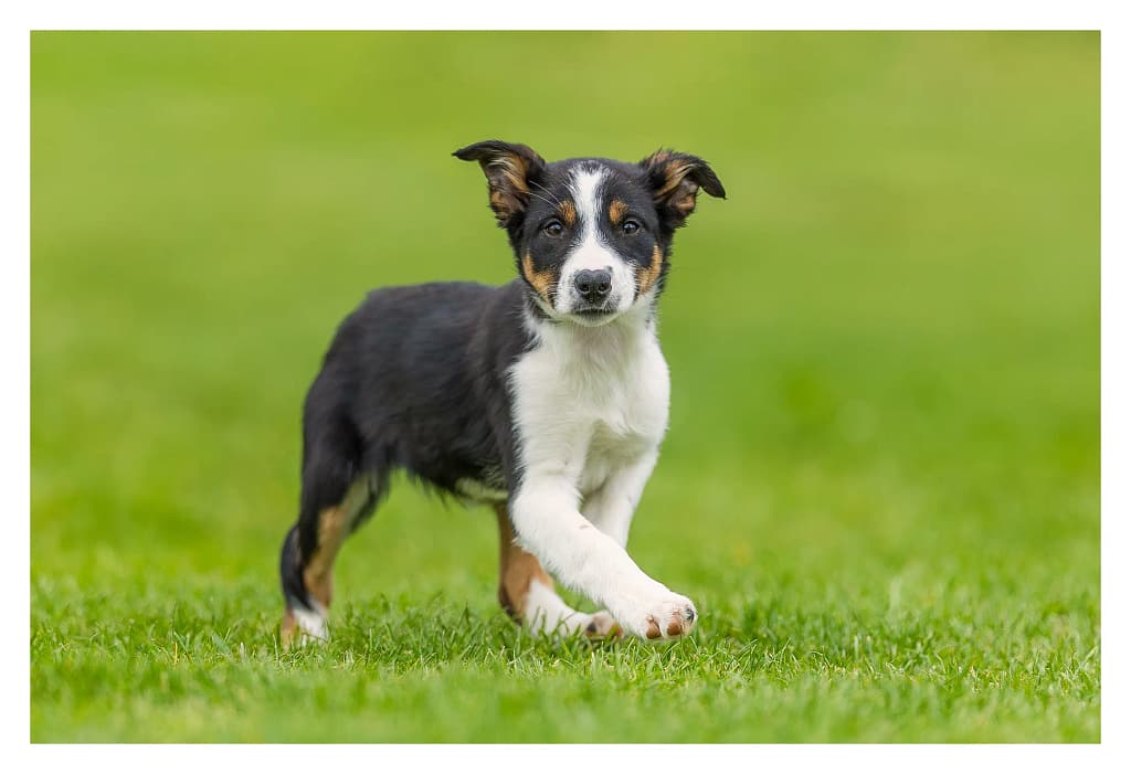 Chiot Border Collie à poils courts, noir, blanc et feu marchant sur l'herbe