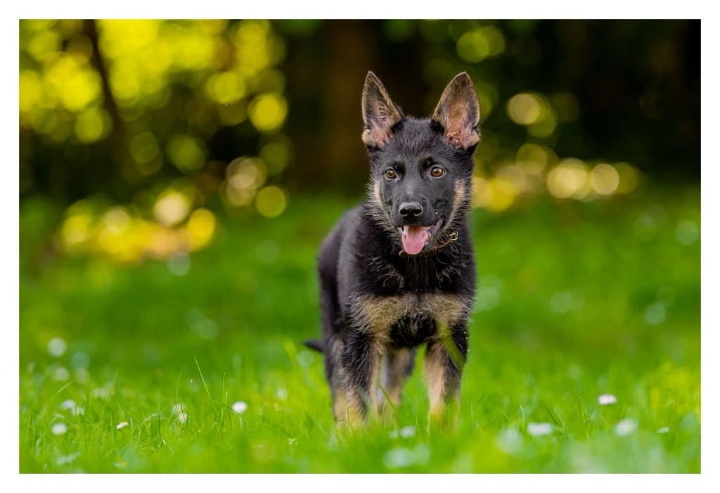 Portrait d'un chiot berger allemand noir et feu debout dans l'herbe.