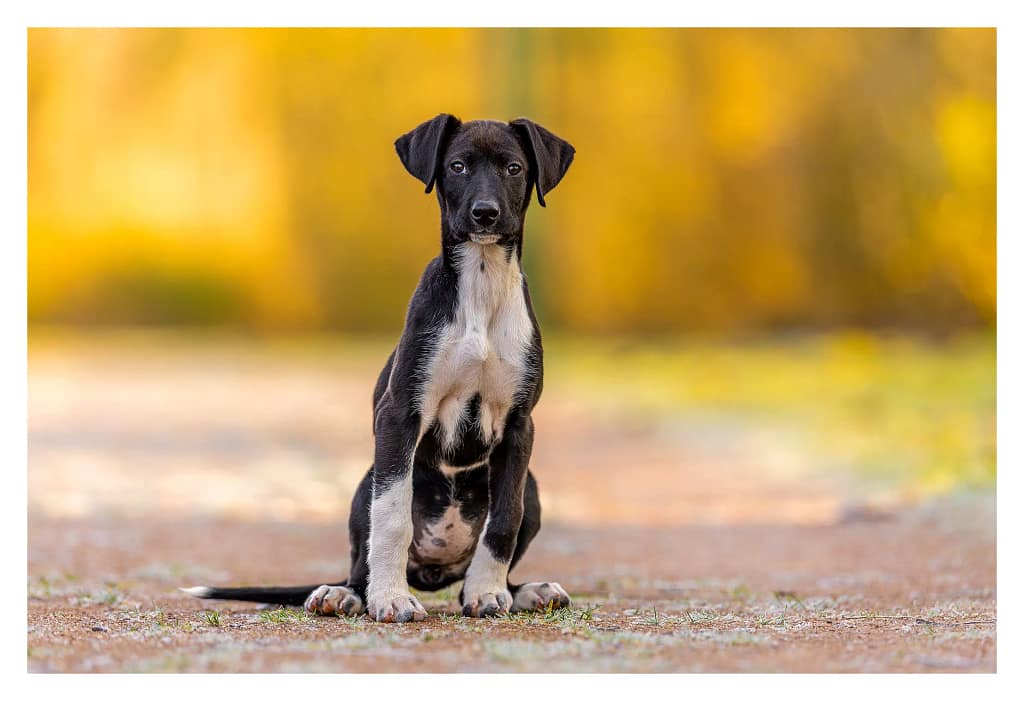 Portrait d'un chiot ESD ( Eurohound ). Il est noir et blanc assis sur le chemin avec un fond jaune doré.