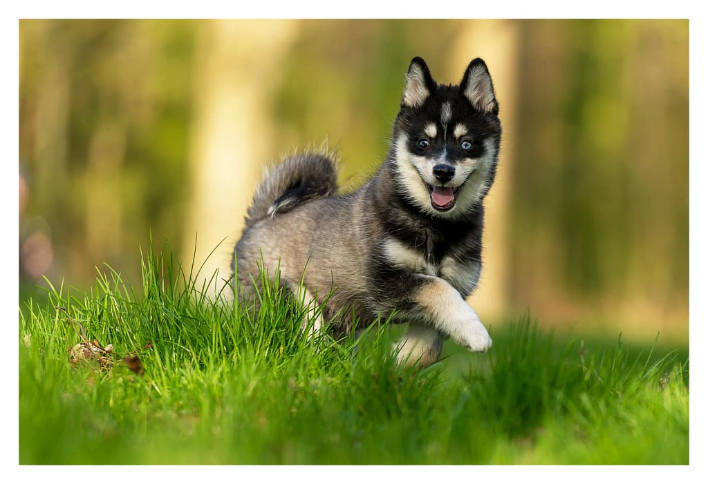 Chiot pomsky courant dans l'herbe avec un grand sourire et un air malicieux.