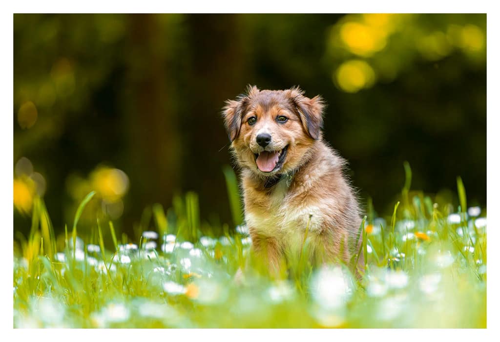 chiot berger australien de 2 mois et demi photographié sur la pelouse d'un parc du Val d'Oise