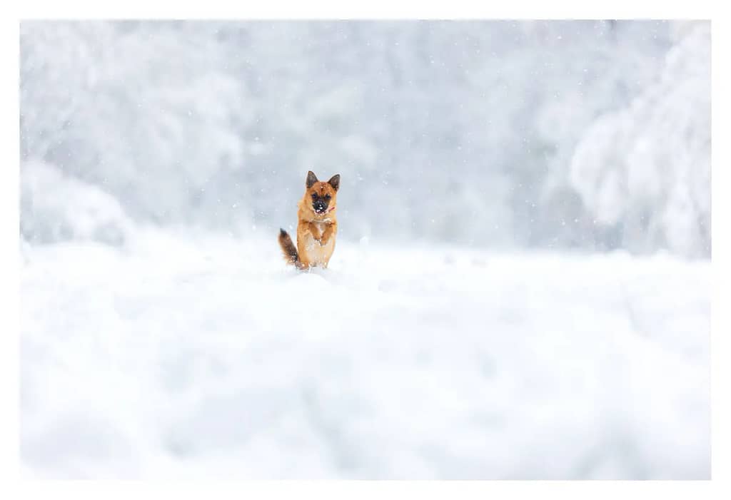 Chien croisé chihuahua - spitz saute debout dans la neige 