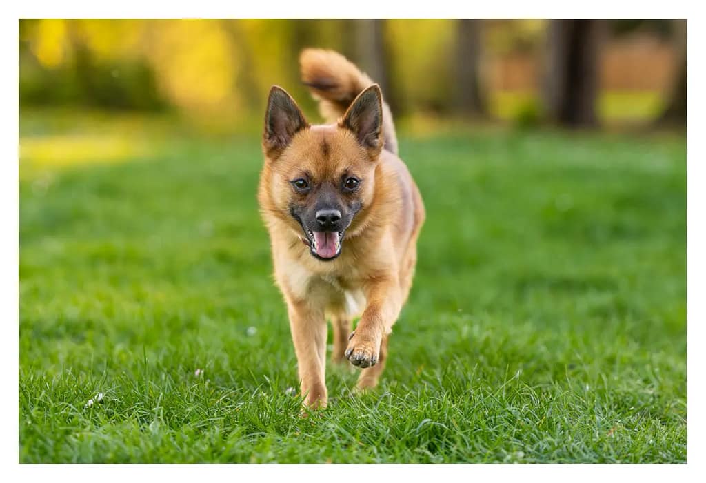 Chien qui semble prendre la séance photo comme un jeu. Il à l'air heureux. Le photographe s'adapte au chien et à la lumière pour une photo naturelle