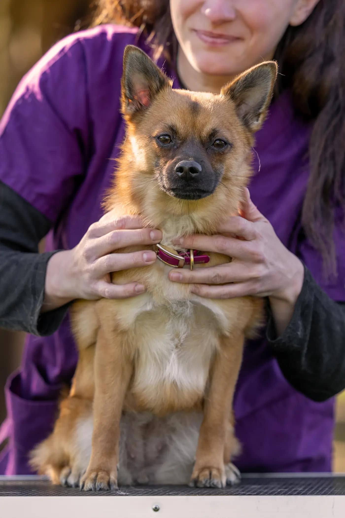Gros plan sur les mains d’une ostéopathe animalière examinant le cou d’un chien
