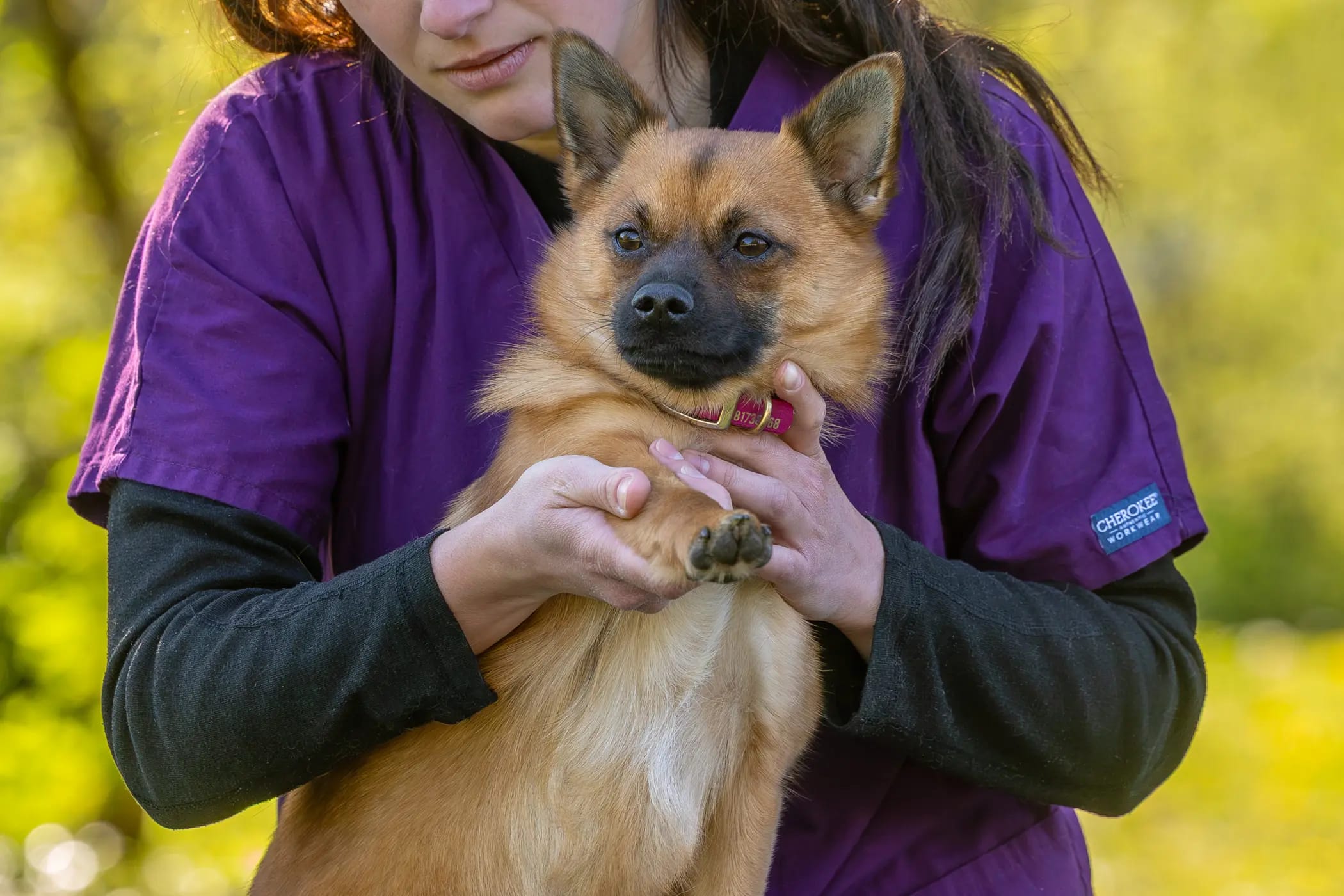 Manipulation de la patte avant de Tinky pendant une séance d’ostéopathie canine