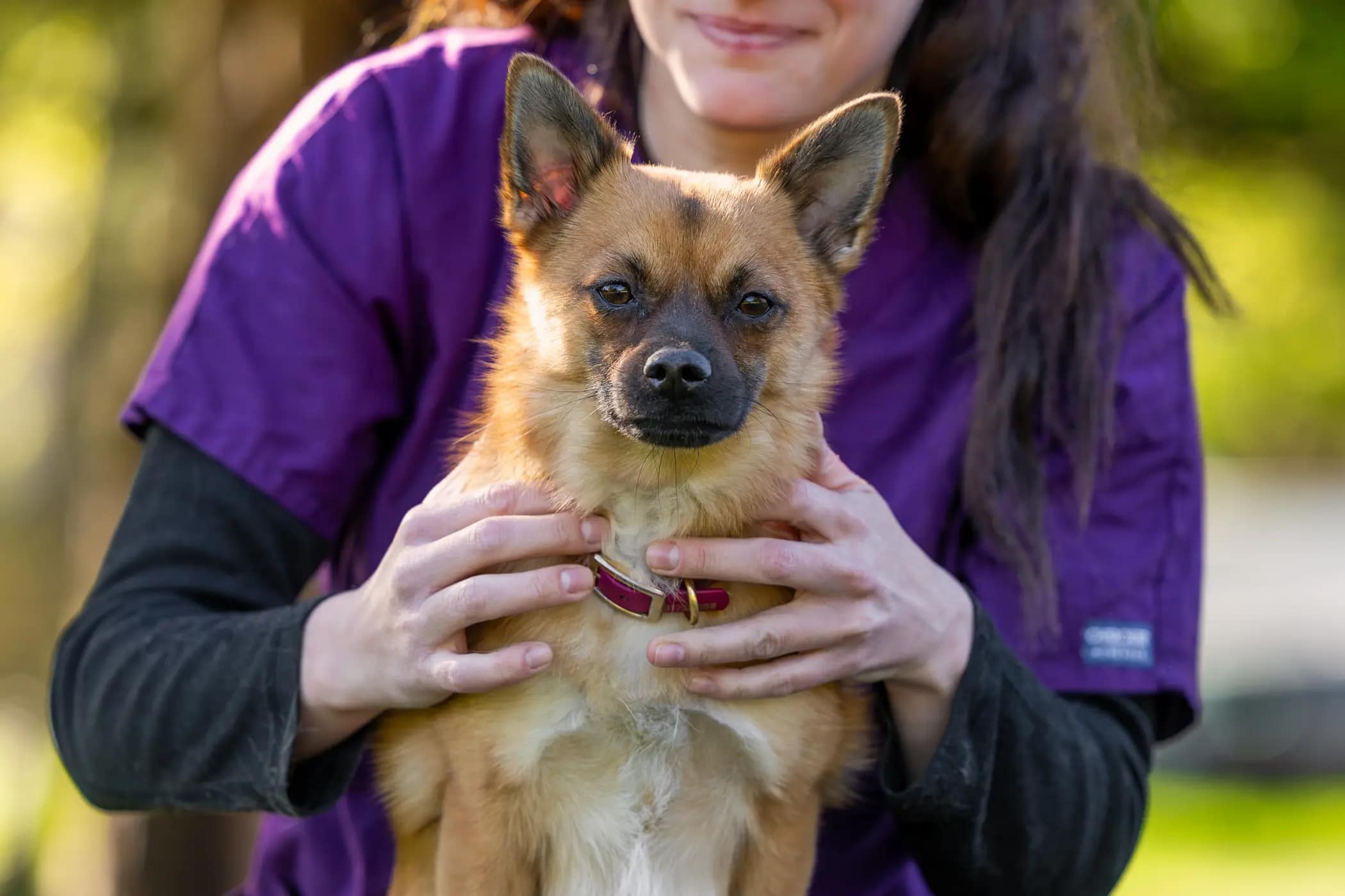 Tinky examinée avec douceur par Solène Zuani, ostéopathe animalière