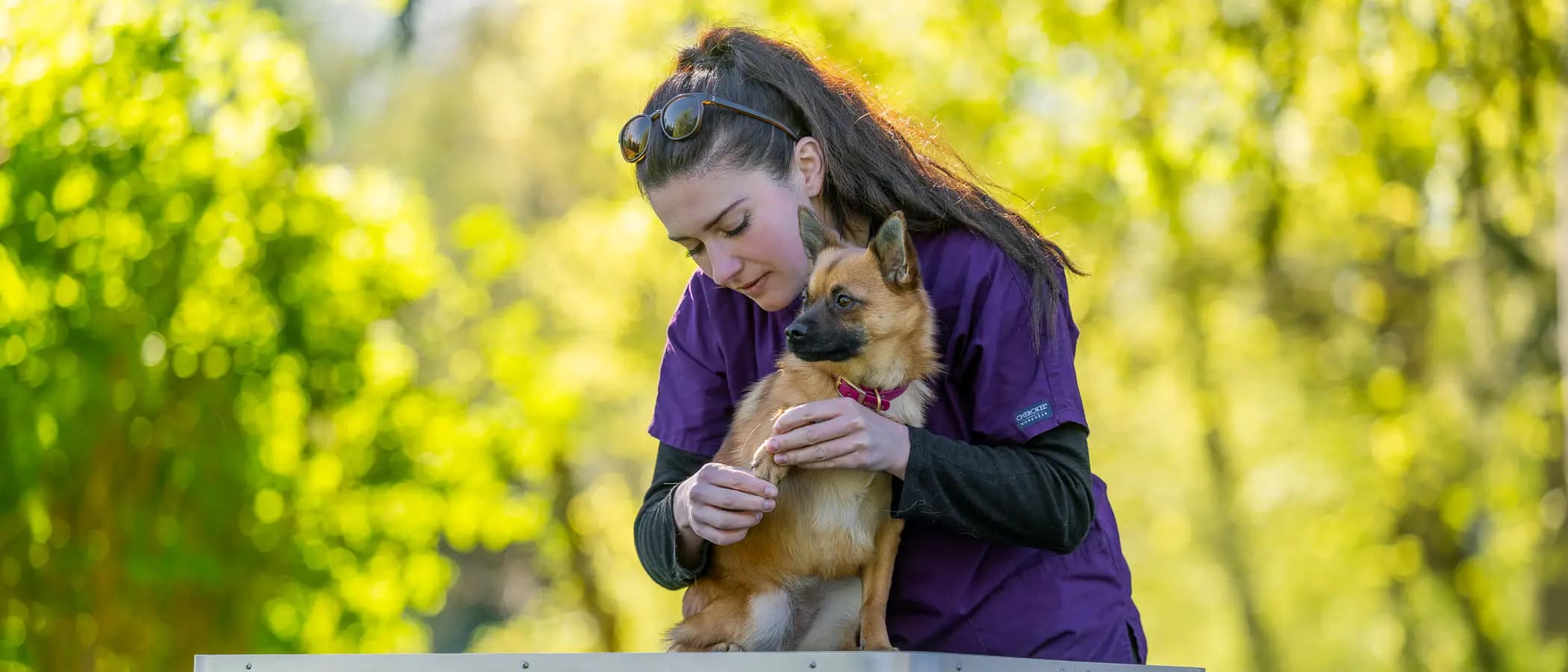 Solène Zuani examine Tinky lors d’une consultation d’ostéopathie animale à Vaux-sur-Seine