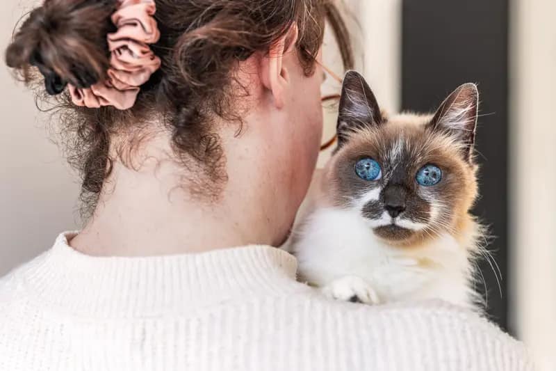 photographe de chats dans le Yvelines et le Val-d'Oise - regard d'un chat lors d'une séance photo