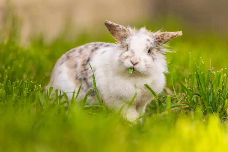 photographe animaux de compagnie Val-d'Oise et Yvelines, photo de lapin et autres animaux