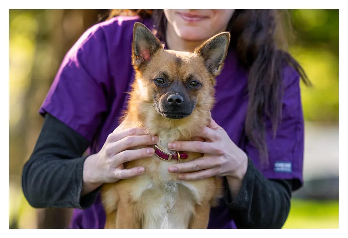 ostéopathe animalier avec petit chien 